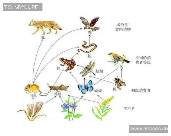 灰熊的生存智慧与生态影响探秘：从栖息地到食物链的全面分析